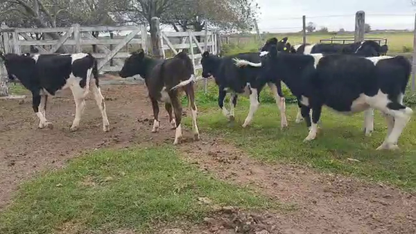 Lote Terneras - Emilio Rossi