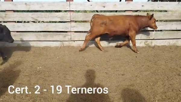Lote TERNEROS