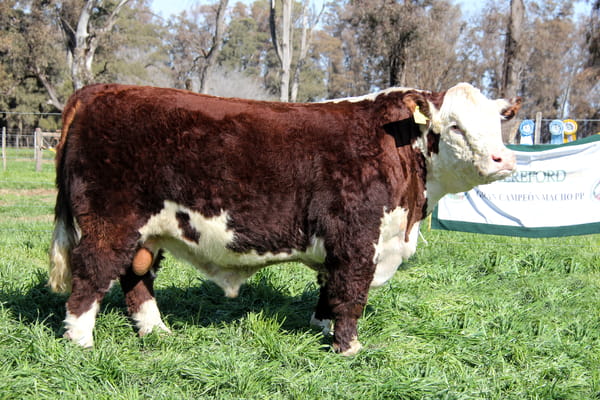 Lote Toro PP Bozal