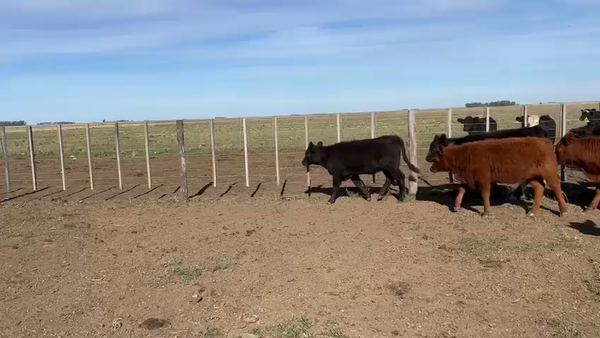 Lote 70 TERNS. HEMBRAS, CNEL. PRINGLES, PCIA. DE BS. AS.