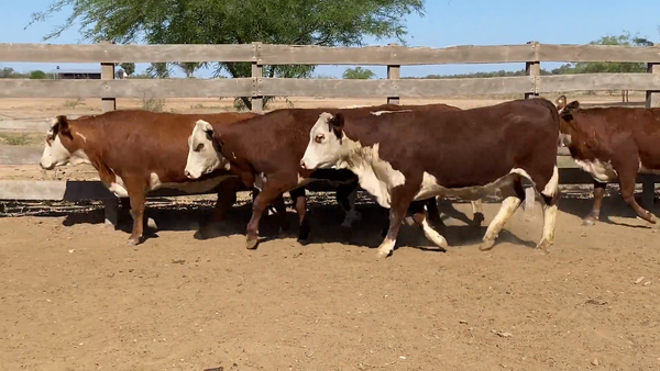 Lote Vaquillonas Preñadas