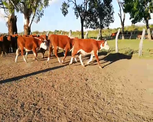 Lote 80 Terneros/as en Entre Ríos, Federal