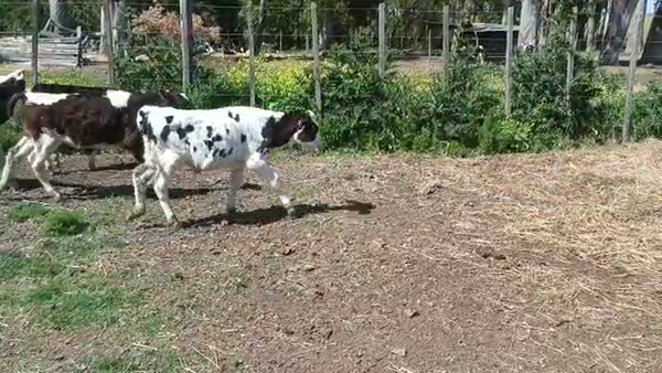 Lote 9 Terneros HOLANDO 70kg - , San José