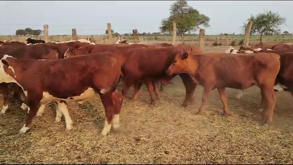 Lote 55 Novillitos en Vilelas, Santiago del Estero