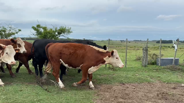 Lote NOVILLOS 2 A 3 AÑOS