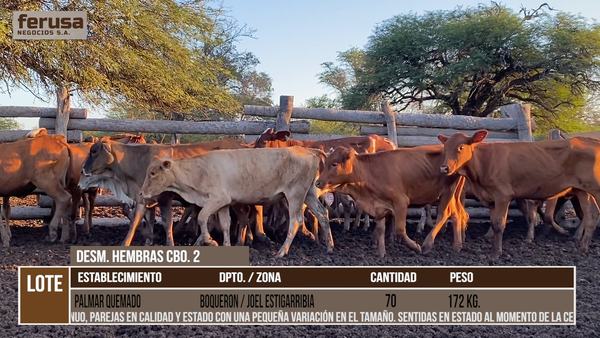 Lote PALMAR QUEMADO   - LOTE 4