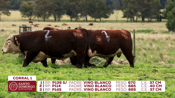 Lote Toros de Lote