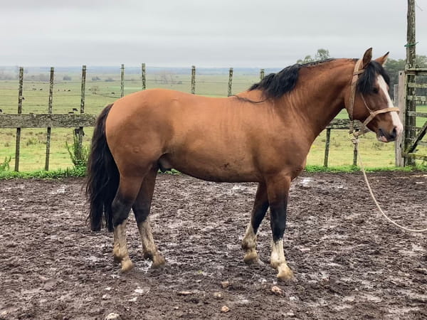 Lote Tobogán Corsario