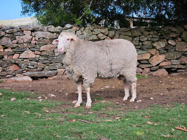 Lote (Vendido)Carneros, Lavalleja