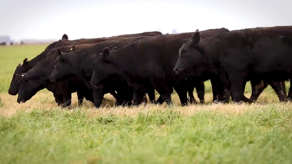 Lote VAQUILLONAS MaS