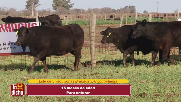 Lote VAQUILLONAS BRANGUS CABAÑA LA NUEVA DICHA