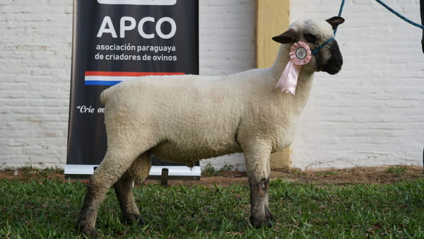Lote Hampshire Down Expo Internacional 2022 - Lote 5