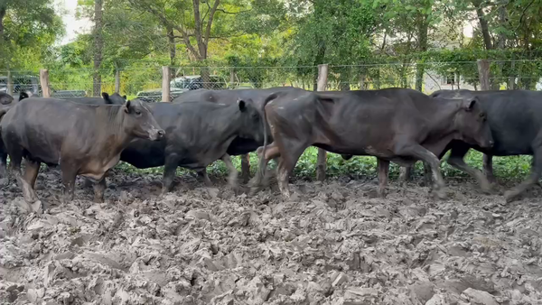 Lote 36 Vacas nuevas C/ gtia de preñez en Misión San Fco., Formosa