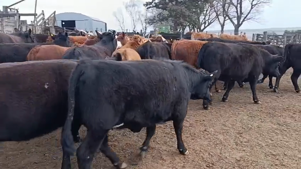 Lote 40 vaquillonas Faena en Río de Los Sauces, Córdoba