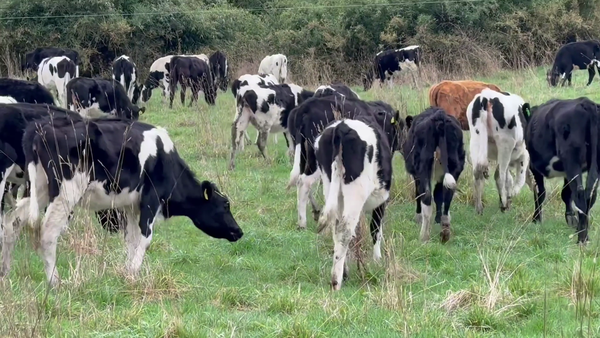 Lote 65 Ternera en Puerto Varas, X Región Los Lagos