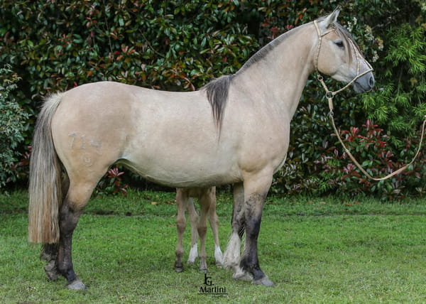 Lote Seguí Guitarra Caraguatá