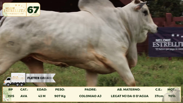 Lote LOTE 67