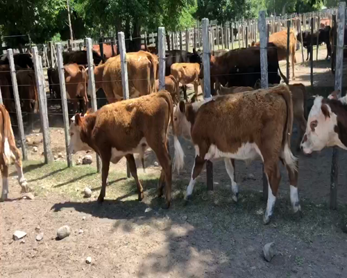 Lote 8 Terneros en Cerro Largo, Cerro Largo