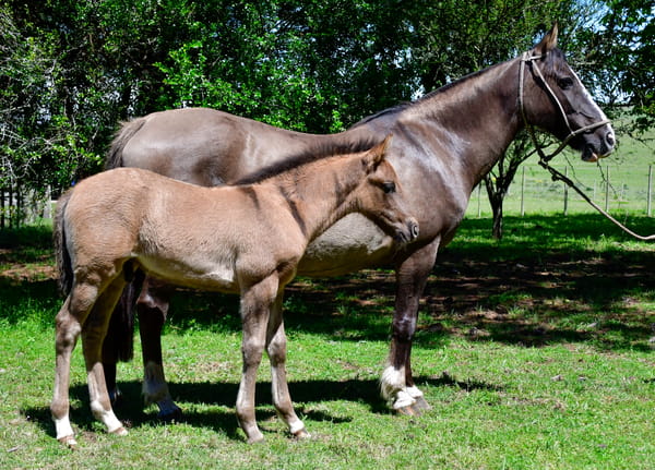 Lote Pora Correntina