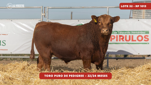 Lote TOROS PUROS DE PEDIGREE - 22/24 meses