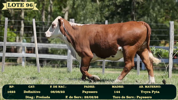 Lote LOTE 96
