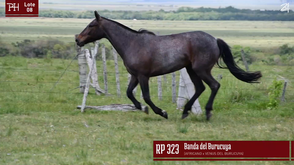 Lote BANDA DEL BURUCUYA