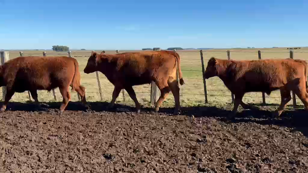 Lote 37 Novillos 360kg - , Rivera