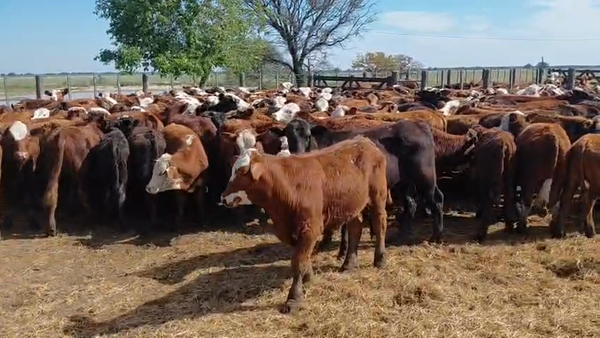 Lote 270 Terneros en Tostado, Santa Fe