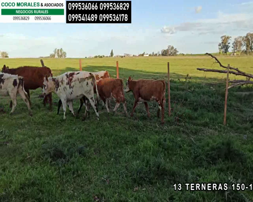 Lote 13 Terneras en Col. Larrañaga, Soriano