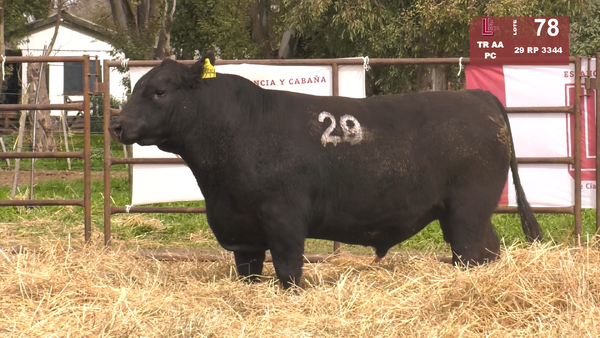 29 3344 — TOROS ANGUS NEGROS  PC