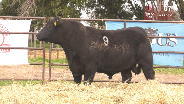 9 3536 — TOROS ANGUS NEGROS  PC