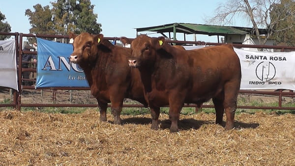 Lote "Toros ""SANTA ROSA"""
