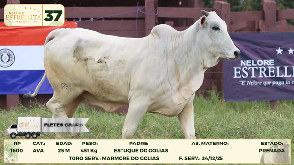 Lote LOTE 37