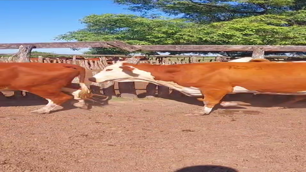 Lote 44 Vacas usadas preñadas en Corrientes, Mercedes