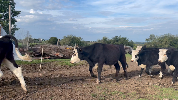 Lote TERNEROS Y TERNERAS