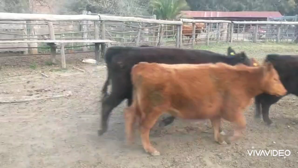 Lote 70 Terneras en Brandsen, Buenos Aires