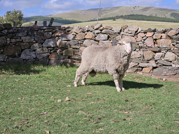 Lote (Vendido)Carneros, Lavalleja