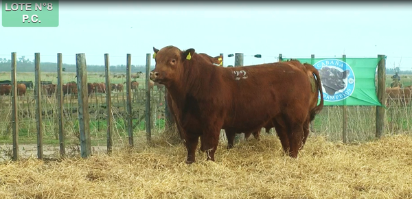 Lote TOROS PUROS CONTROLADOS
