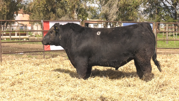 Lote TOROS ANGUS  PP