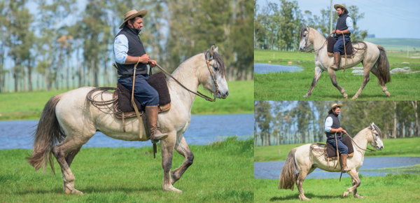 Lote EL GAVILÁN ORÉGANO