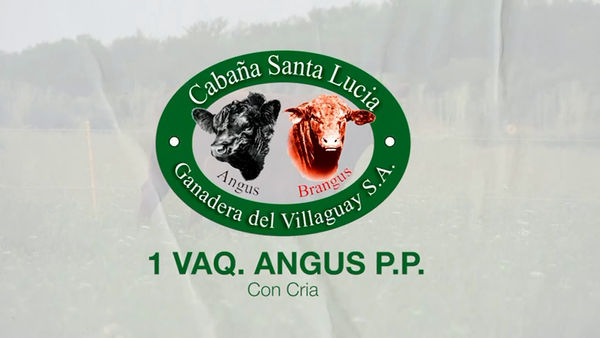 Lote 1 Vaquillonas PP