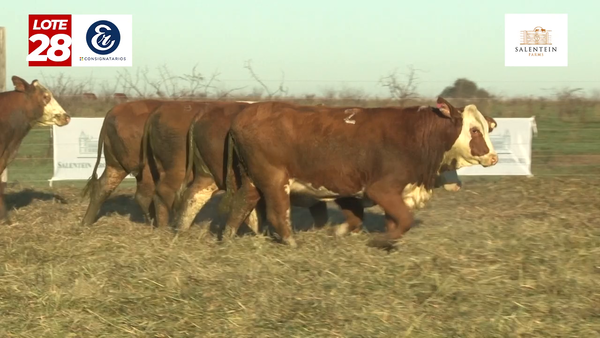 Lote Vaquillas Braford Planteleras Señal ´20-Preñadas IATF (22-12-2022) y Servicio Colectivo (01/01/23 al 05/02/23)