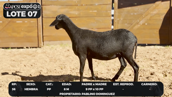 Lote LOTE 7 - CAMPO
