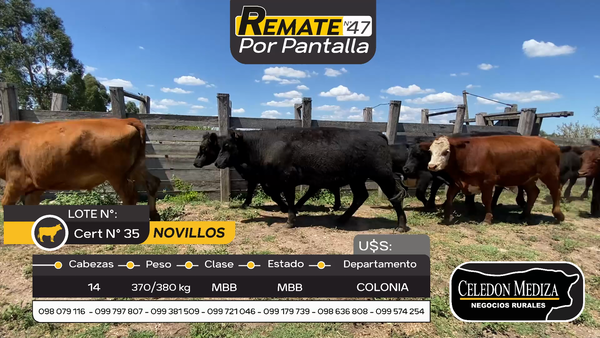 Lote 14 Novillos en Tarariras, Colonia