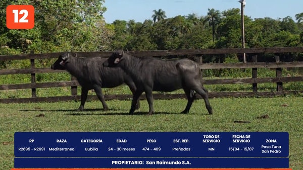 Lote LOTE 12
