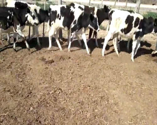 Lote VAQUILLONAS P/ENTORAR Y TERNERAS