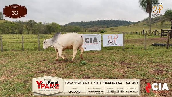 Lote Lote 33