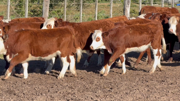 Lote 64 Terneros/as en Corrientes, Goya
