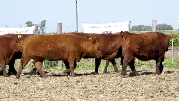 Lote Vaquillonas MAS