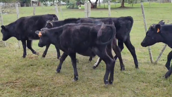 Lote 10 Terneros, San José